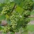 sq-grape-vine-chardonnay-007.jpg