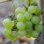 sq-grape-vine-chasselas-dore-de-fontainebleau-001.jpg