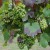 sq-grape-vine-gamay-003.jpg