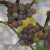 sq-grape-vine-gewurztraminer-001.jpg