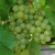 sq-grape-vine-muller-thurgau-001.jpg