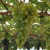sq-grape-vine-muscat-d-alexandria-006.jpg