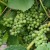 sq-grape-vine-pinot-blanc-001.jpg