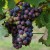 sq-grape-vine-regent-004.jpg