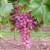 sq-grape-vine-rhea-001.jpg