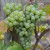 sq-grape-vine-sauvignon-blanc-001.jpg