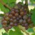 sq-grape-vine-schonburger-002.jpg