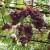sq-grape-vine-vanessa-001.jpg