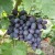 sq-grape-vine-venus-001.jpg