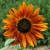 sq-helianthus-mix-001.jpg