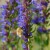 sq-hyssop-001.jpg