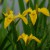 sq-iris-yellow-flag-006.jpg