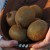 sq-kiwi-fruits-002.jpg