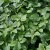 sq-lemon-balm-001.jpg