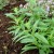 sq-lemon-verbena-002.jpg