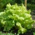 sq-lettuce-black-seeded-simpson-001.jpg