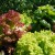 sq-lettuce-mixed-002.jpg