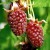 sq-loganberry-ly654-003.jpg