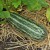 sq-marrow-tiger-cross-003.jpg