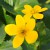 sq-marsh-marigold-003.jpg