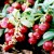 sq-mountain-cranberry-002.jpg