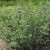 sq-oregano-002.jpg