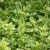 sq-oregano-country-cream-003.jpg