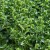 sq-oregano-greek-001.jpg