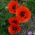 sq-papaver-allegro-001.jpg