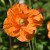 sq-papaver-orange-feathers-002.jpg