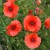 sq-papaver-rhoeas-003.jpg