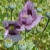 sq-papaver-somniferum-003.jpg