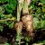 sq-parsnip-hollow-crown-001.jpg