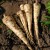 sq-parsnips-001.jpg