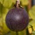 sq-passiflora-edulis-002.jpg