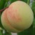 sq-peach-red-haven-001.jpg