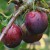 sq-plum-stanley-003.jpg