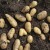 sq-potato-forest-gold-001.jpg