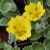 sq-potentilla-atrosanguinea-golden-starlit-001.jpg