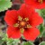 sq-potentilla-atrosanguinea-scarlet-starlit-001.jpg