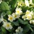 sq-primula-vulgaris-004.jpg