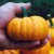 sq-pumpkin-jack-be-little-001.jpg