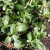 sq-purslane-001.jpg