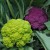 sq-rainbow-cauliflower-002.jpg