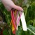 sq-rainbow-chard-001.jpg