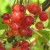 sq-red-currant-rondom-002.jpg