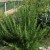 sq-rosemary-002.jpg