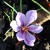 sq-saffron-crocus-001.jpg