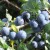 sq-sloe-001.jpg