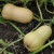 sq-squash-butternut-pilgrim-005.jpg